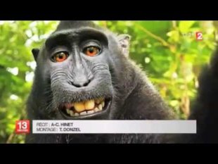 Avant Chapitre  5 – Selfie de macaque - France TV Londres
